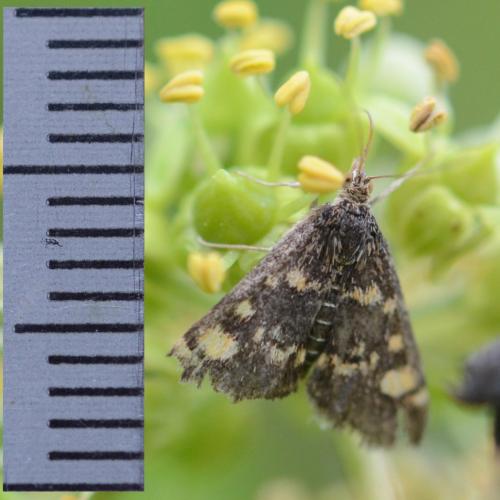 Pyrausta aurata